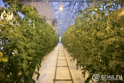 Продавцы овощных магазинов продают китайские помидоры под видом сырдахских 