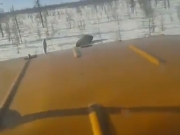 Следком проверит видеоролик со сценами жестокой расправы над медведем